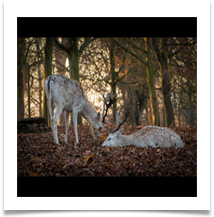 Autumn Meeting - Rob Shaw